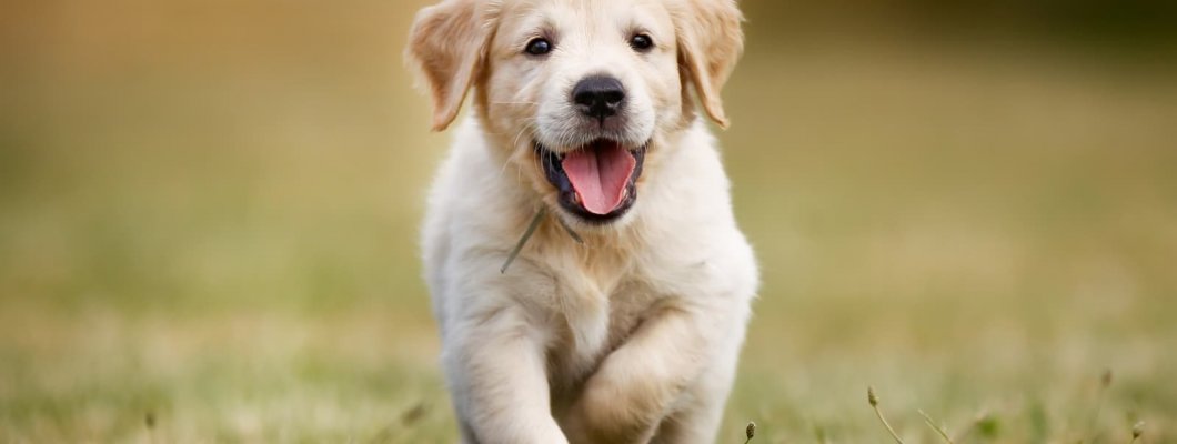 Cainele este pretentios cu hrana. Ce e de facut?