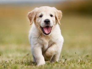 Cainele este pretentios cu hrana. Ce e de facut?