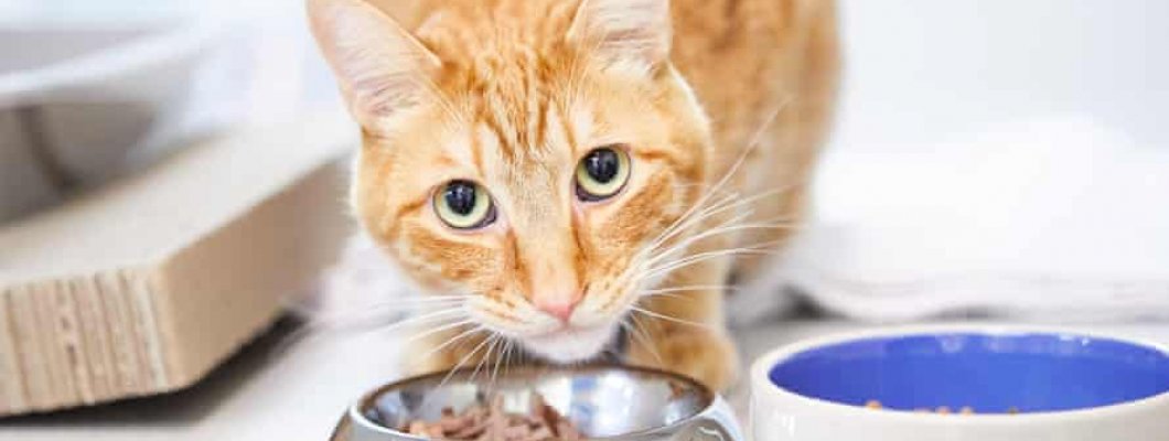 Hrana umeda sau hrana uscata? Ce este mai bun pentru pisica mea?