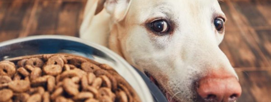 Cele mai raspandite iritatii ale pielii la caini