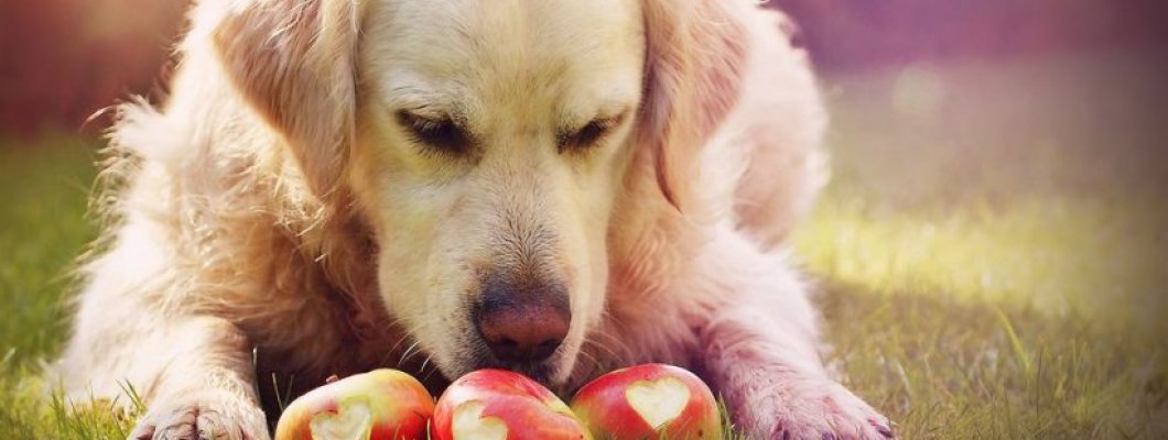 Alimentația câinelui – cum îl hrănești corect în funcție de vârstă, cât de des, tipuri de hrană pentru câini