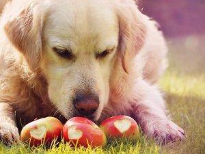 Alimentația câinelui – cum îl hrănești corect în funcție de vârstă, cât de des, tipuri de hrană pentru câini