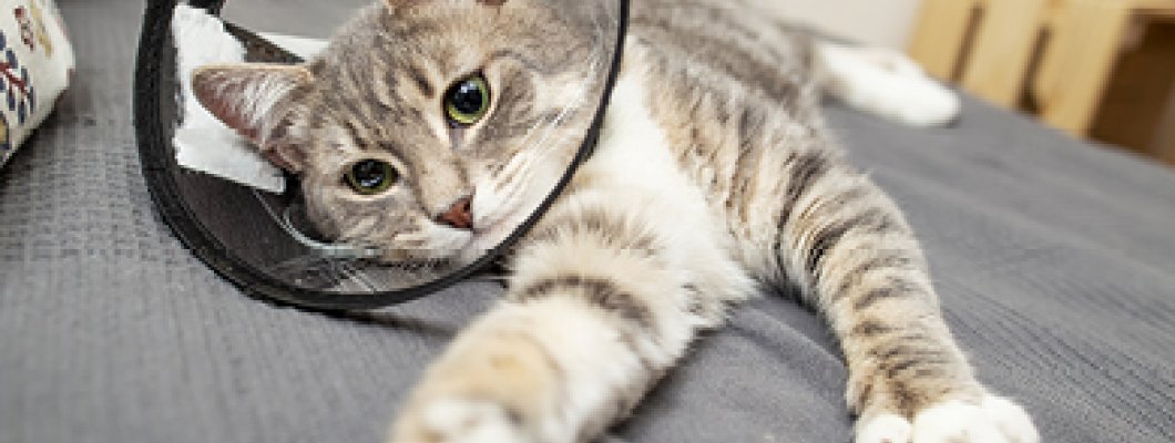 Cum sa imi ingrijesc pisica si ce hrana trebuie sa consume dupa castrare